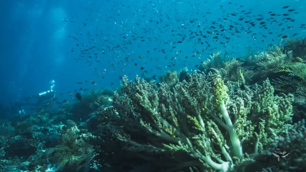 Alor Underwater