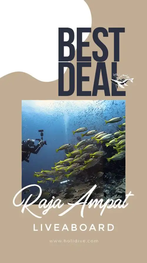 holidive – promo best deal liveaboard raja ampat a