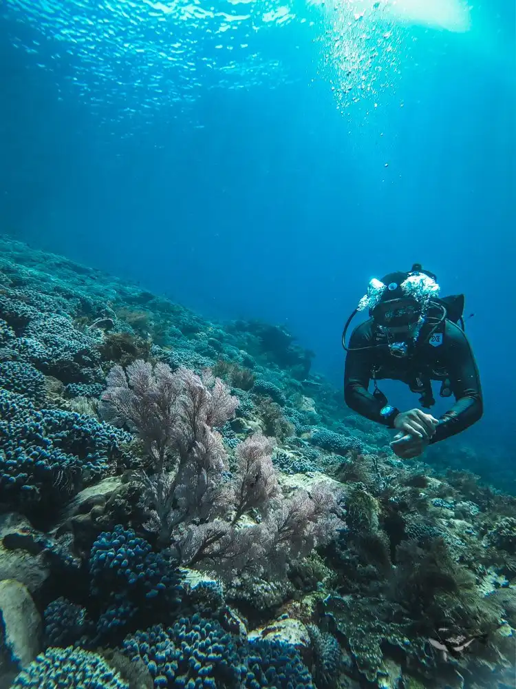 Nice corals and clear water in Alor