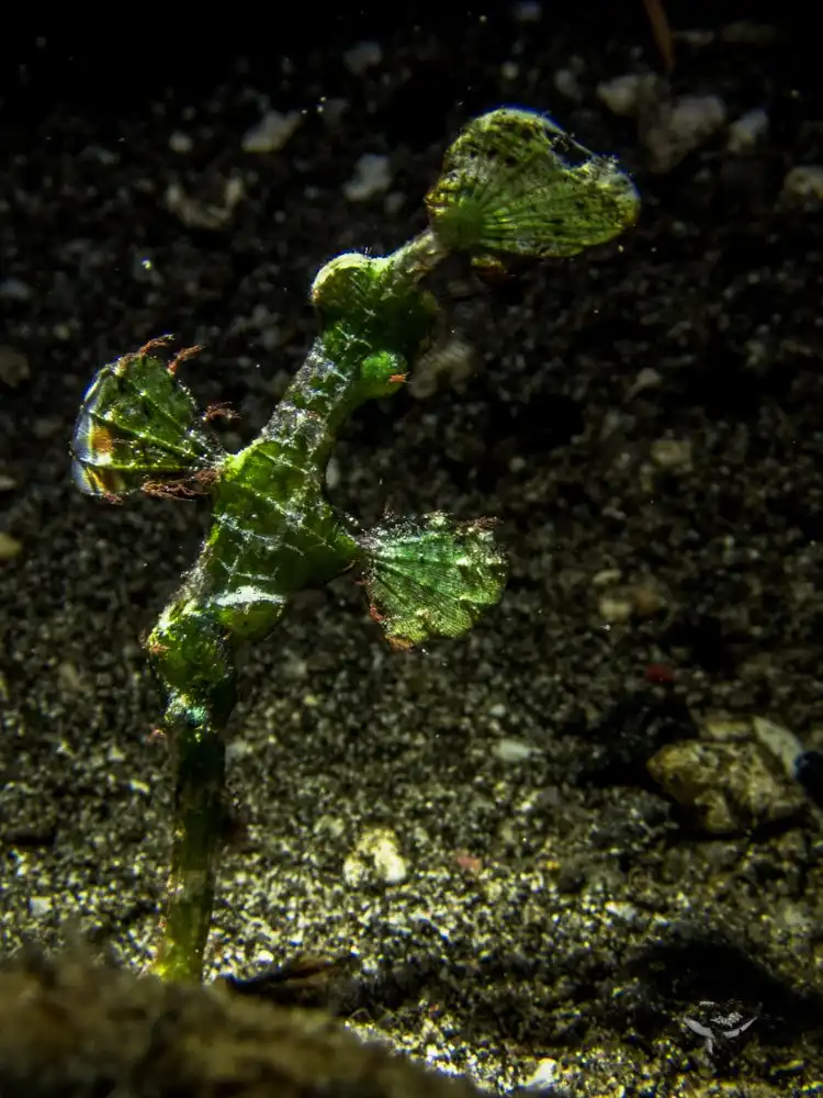 Alameda Ghost Pipefish