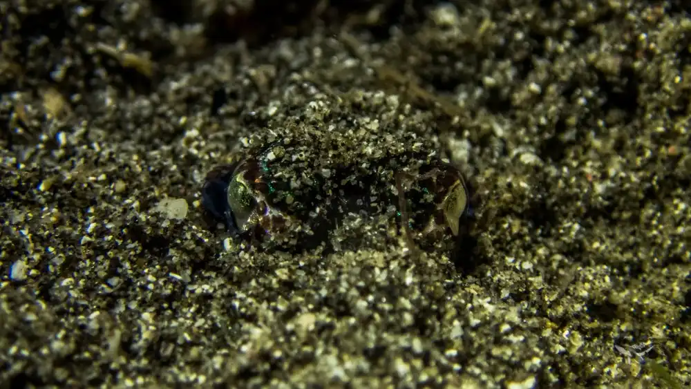 Bobtail Squid in Alor