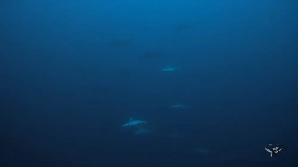 School of Hammerheads in Alor